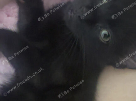 MALE kitten available!!
