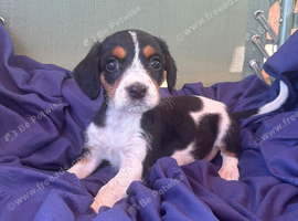Beautiful Jack Russell Puppies &pound;595