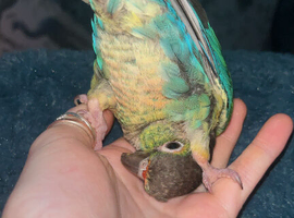 looking 4 tame parrot read desc!