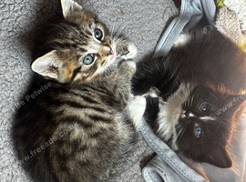 Kittens six weeks