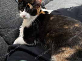 Female calico cat