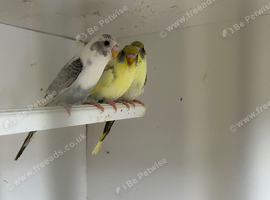 Recessive BF and BW young birds for sale df