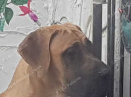 Great Dane for stud