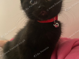 Kitten needs rehoming