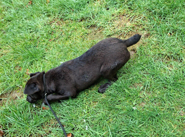 7 month old Patterdale dog