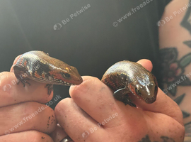 2 fire skinks available