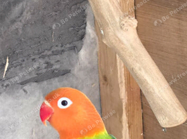 Green opaline lovebird
