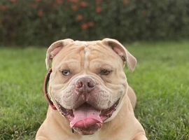 ️Old tyme Bulldog for stud️