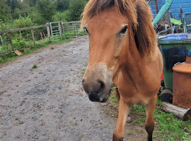 Summer exmoor pony possibly conservation grazing