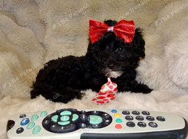 XXXS Gorgeous F1 Maltese X Tiny Toy Poodle Maltipoo Black & White Boy Puppy