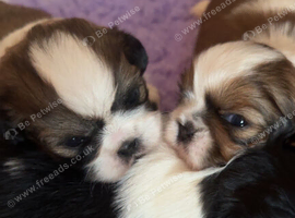 Shih Tzu puppies kc reg