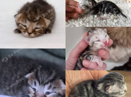 Sliver/brown British Shorthair