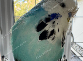 Stunning Super Tame Male Exhibition Budgie