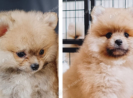 Ready now - Pomeranian puppies