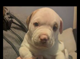 American Pocket Bully x American Bulldog Puppies