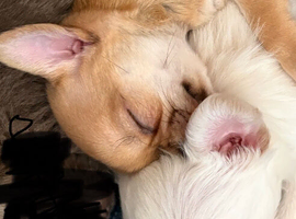 Chihuahua puppies