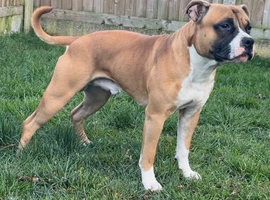 (STUD!!) 2 year old staffordshire bull terrier