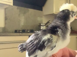 Bird of pray hatching eggs WANTED
