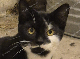 2 boy kittens looking for a loving home