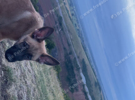 German sheperd x Belgian malinois