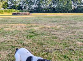 Foundation Trained, 6 Month Old Girl, Soft, Sweet Natured, Springer  Ready for Her Next Chapter