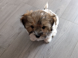 Female shihu Tzu puppy 12 weeks old