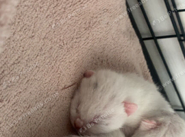 One last white kitten