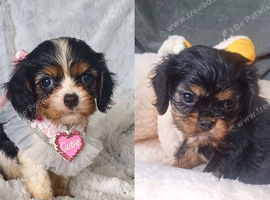 Beautiful cavalier king charles puppies