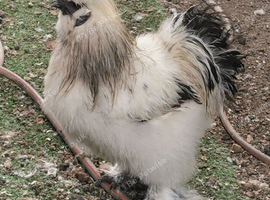 Two silkie cockerels