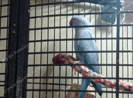 Blue Indian ringneck parrot