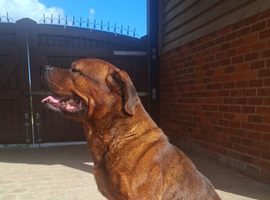 Beautiful Dogue de Bordeaux/Rottweiler boy needing a home