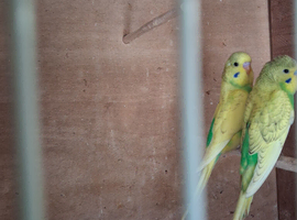 Baby budgies
