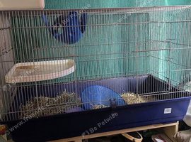 Rat and cage