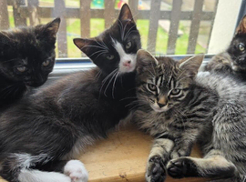 Adorable 10 week old kittens