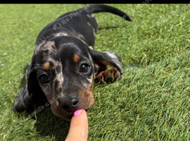 Miniature dachshund puppies
