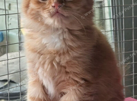 Kitten looking for forever home