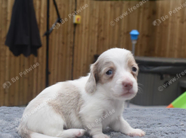 Miniature long haired dachshunds