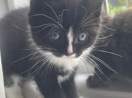 Kittens for sale