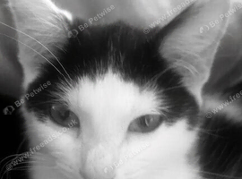 Kitten for sale
