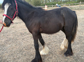 1 and a half year old cob