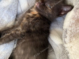 Baby kitten