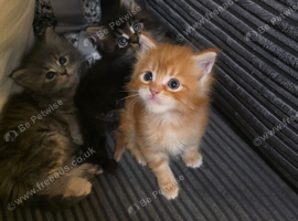 Beautiful mainecoon babys