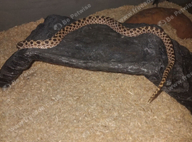 Normal hognose