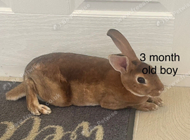 Muffin needs a home