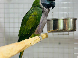 Derbayan parrot