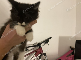 Mixed litter of British short hair kittens