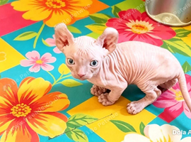 GORGEOUS ELF EARED SPHYNX BOY KITTEN