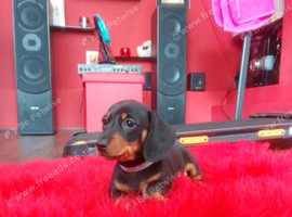 Dachshunt puppys 2 boy 1 girl