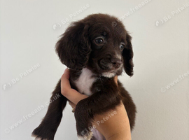 Gorgeous cocker spaniel puppies