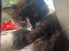 2 Kittens for Sale